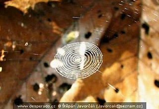 Rancho Frio (Darien - Panama)