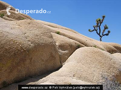 Národní park Joshua Tree (California - USA)