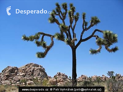 Národní park Joshua Tree (California - USA)