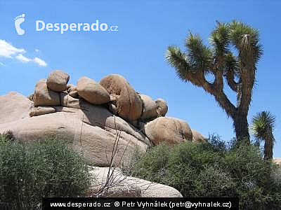 Národní park Joshua Tree (California - USA)