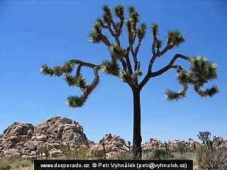 Národní park Joshua Tree (California - USA)