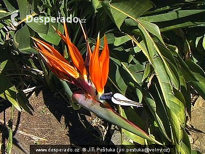 Cape Town - botanická zahrada Kirstenbosch (Jihoafrická republika)