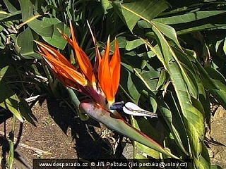 Cape Town - botanická zahrada Kirstenbosch (Jihoafrická republika)