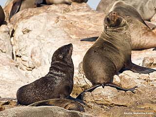 Tuleni (Jihoafrická republika)