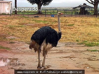 Pštros u Oudtshoornu - Highgate Ostrich Farm (Jihoafrická republika)