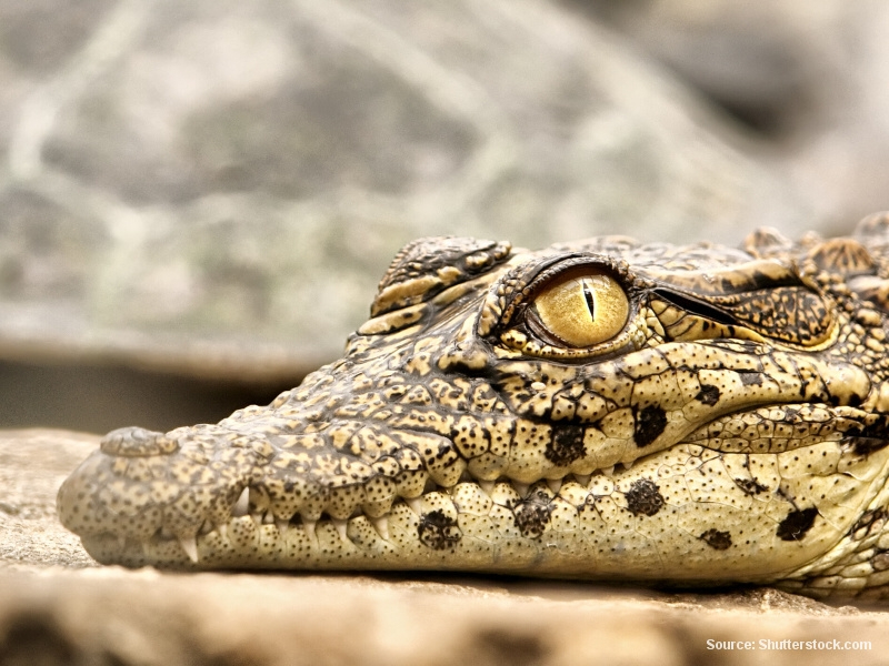 Krokodýl (Jihoafrická republika)