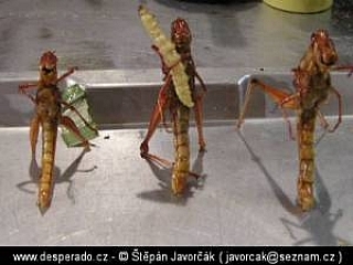 Hmyz na jídlo (Thajsko)