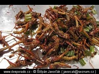 Hmyz na jídlo (Thajsko)