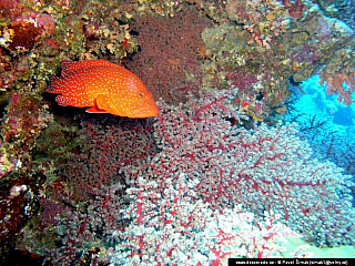 Potápění - Rudé moře (Egypt)