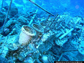 Potápění ke korálovým útesům - Rudé moře (Egypt)