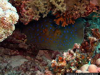 Potápění ke korálovým útesům - Rudé moře (Egypt)