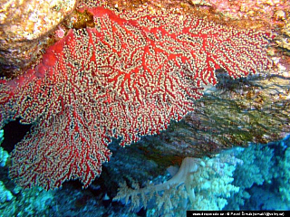 Potápění - Rudé moře (Egypt)