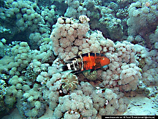 Potápění ke korálovým útesům - Rudé moře (Egypt)