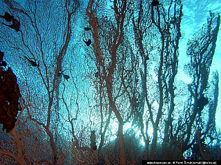 Potápění ke korálovým útesům - Rudé moře (Egypt)