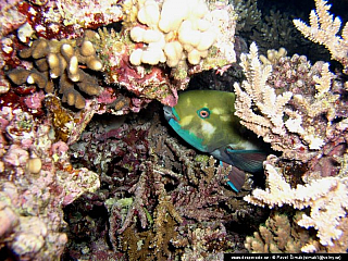 Potápění ke korálovým útesům - Rudé moře (Egypt)