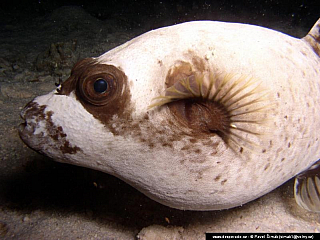 Potápění ke korálovým útesům - Rudé moře (Egypt)