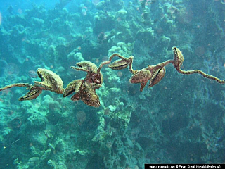 Potápění ke korálovým útesům - Rudé moře (Egypt)