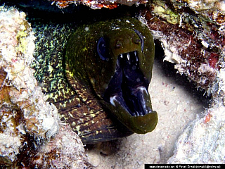 Potápění ke korálovým útesům - Rudé moře (Egypt)