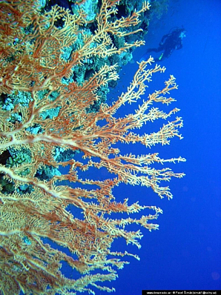 Potápění ke korálovým útesům - Rudé moře (Egypt)