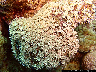 Potápění ke korálovým útesům - Rudé moře (Egypt)