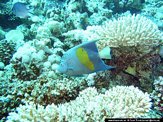 Potápění ke korálovým útesům - Rudé moře (Egypt)