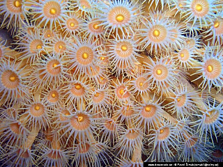 Potápění ke korálovým útesům - Rudé moře (Egypt)