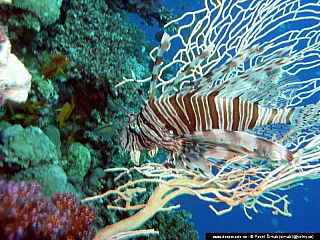 Potápění ke korálovým útesům - Rudé moře (Egypt)