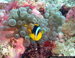 Potápění ke korálovým útesům - Rudé moře (Egypt)