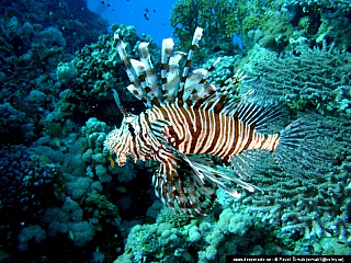 Potápění ke korálovým útesům - Rudé moře (Egypt)