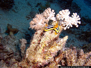 Potápění ke korálovým útesům - Rudé moře (Egypt)