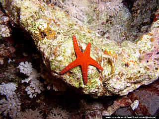 Potápění ke korálovým útesům - Rudé moře (Egypt)