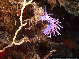 Potápění ke korálovým útesům - Rudé moře (Egypt)