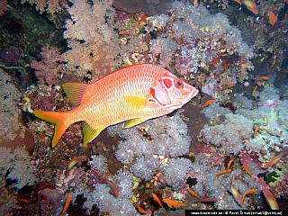 Potápění ke korálovým útesům - Rudé moře (Egypt)