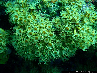 Potápění ke korálovým útesům - Rudé moře (Egypt)