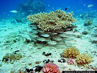 Potápění ke korálovým útesům - Rudé moře (Egypt)