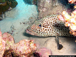 Potápění ke korálovým útesům - Rudé moře (Egypt)