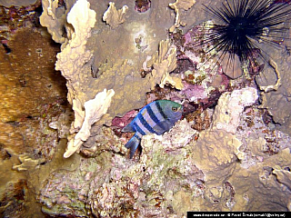 Potápění ke korálovým útesům - Rudé moře (Egypt)