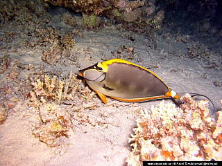 Potápění ke korálovým útesům - Rudé moře (Egypt)