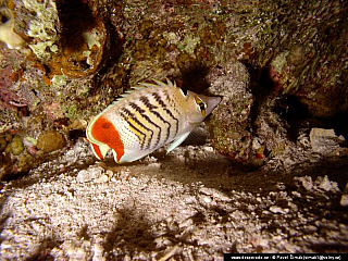 Potápění ke korálovým útesům - Rudé moře (Egypt)