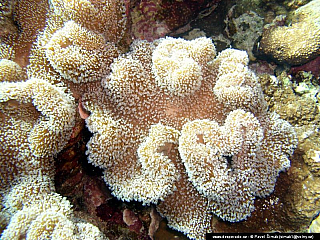 Potápění ke korálovým útesům - Rudé moře (Egypt)