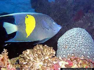 Potápění ke korálovým útesům - Rudé moře (Egypt)