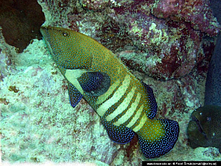 Potápění ke korálovým útesům - Rudé moře (Egypt)