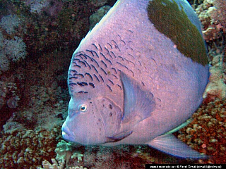 Potápění ke korálovým útesům - Rudé moře (Egypt)