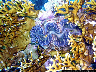 Potápění ke korálovým útesům - Rudé moře (Egypt)