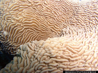 Potápění ke korálovým útesům - Rudé moře (Egypt)