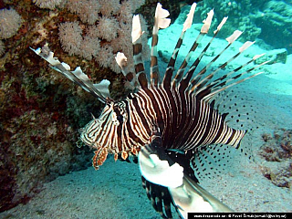 Potápění ke korálovým útesům - Rudé moře (Egypt)