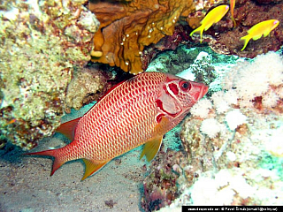 Potápění ke korálovým útesům - Rudé moře (Egypt)