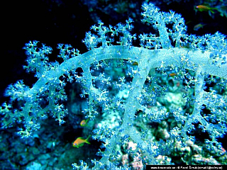 Potápění ke korálovým útesům - Rudé moře (Egypt)