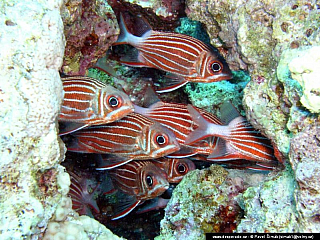 Potápění ke korálovým útesům - Rudé moře (Egypt)