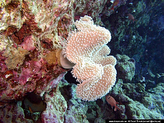 Potápění ke korálovým útesům - Rudé moře (Egypt)